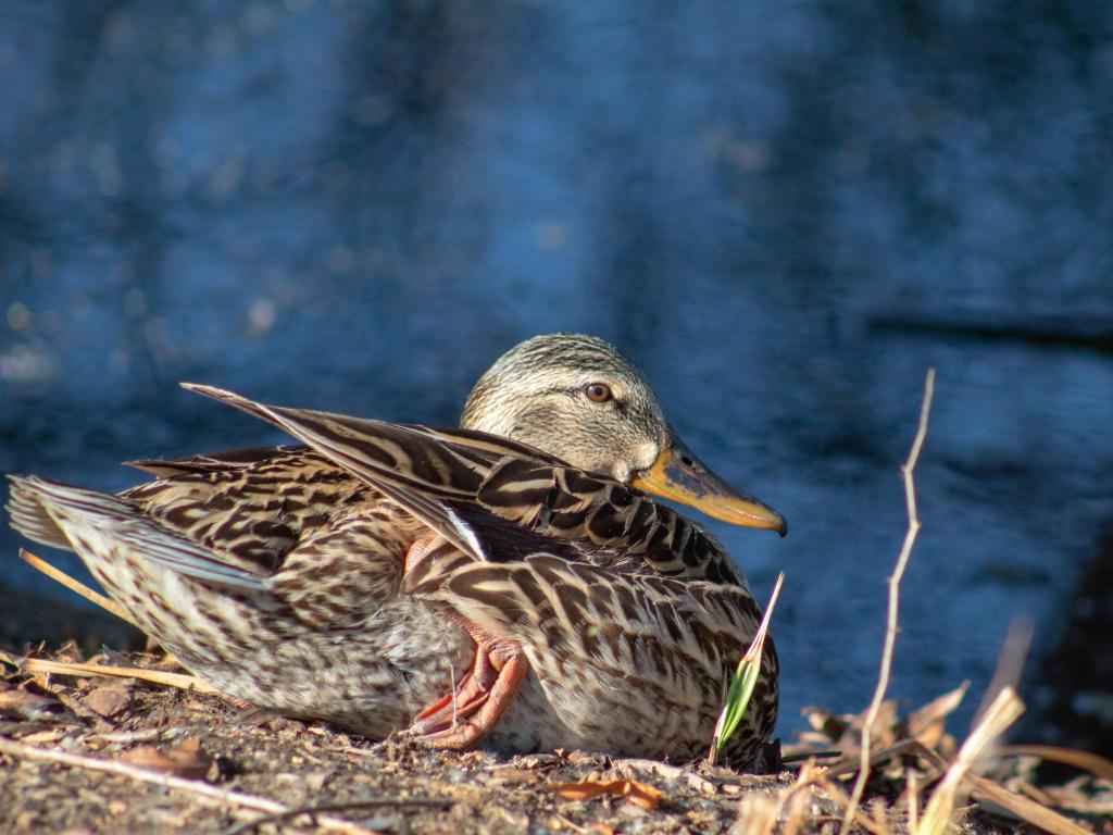 A female duck sitting on the ground with the blurry waters of the lake in the background