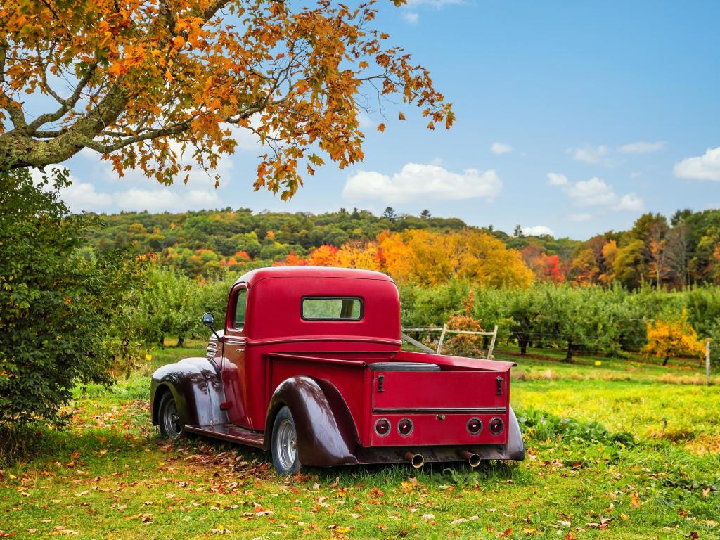 A red truck stands in a farm field in Bowdoin, Maine, surrounded by leaves and fallen apples during late harvest time or fall