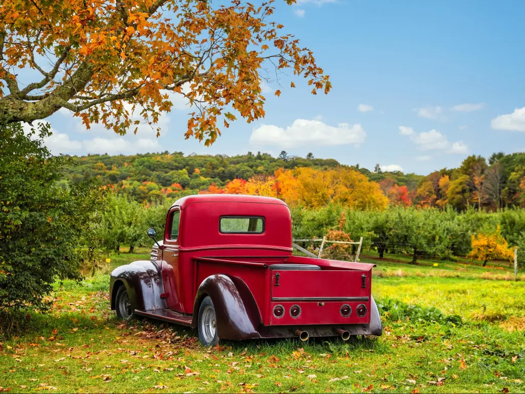 A red truck stands in a farm field in Bowdoin, Maine, surrounded by leaves and fallen apples during late harvest time or fall