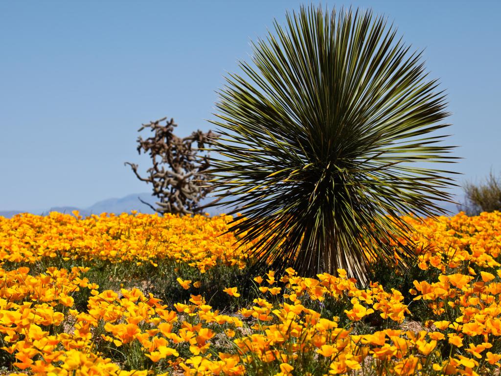 Wild Arizona Poppies in springtime in the desert with spiky green yucca plant in foreground