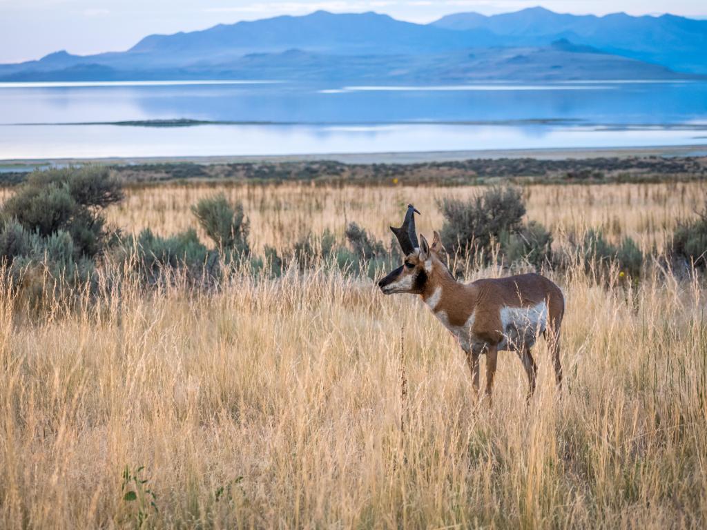 Pronghorn in the field of Antelope Island State Park, Utah