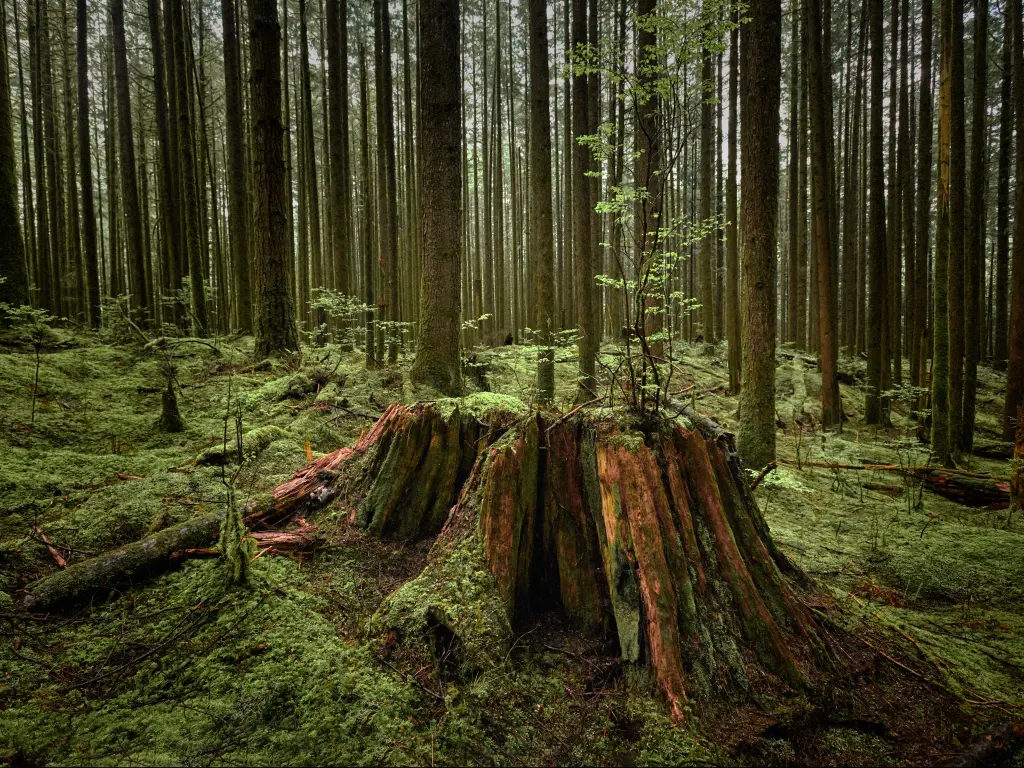 Forest at Golden Ears Provincial Park, British Columbia
