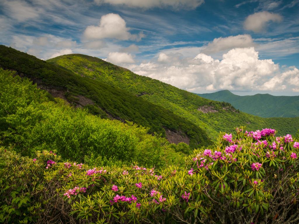 Asheville, North Carolina, USA part of the Blue Ridge Parkway with spring flowers and a scenic mountain landscape in the southern Appalachians.