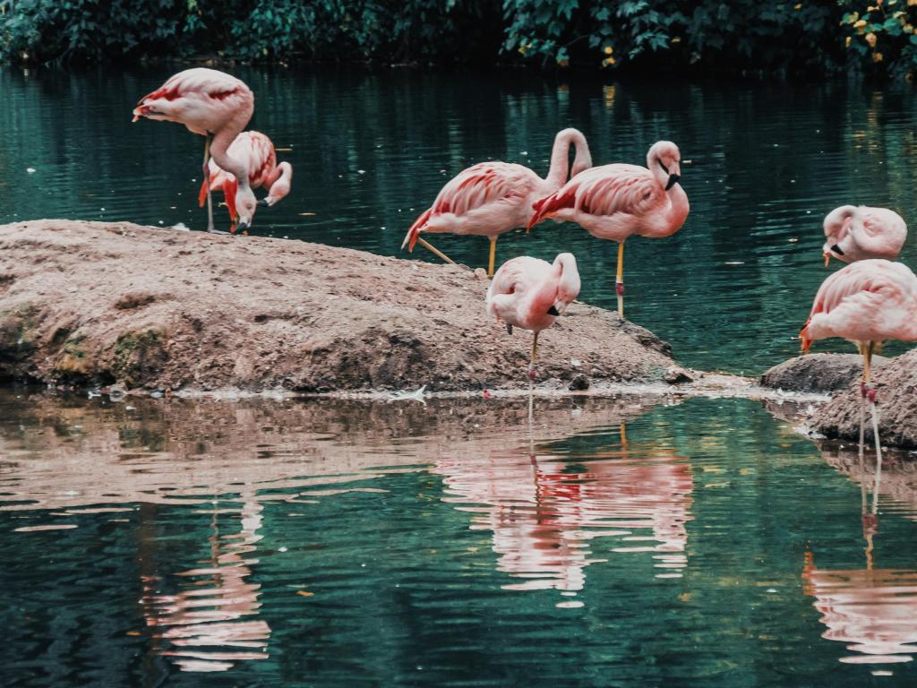 Flamingo Birds in the Lake, Bronx Zoo, New York City