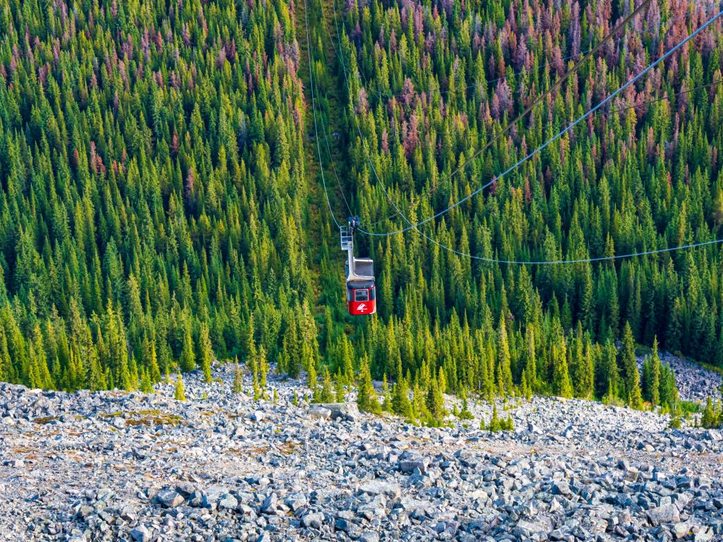 View of Jasper Sky Tram late summer, riding above lush pine woodlands across the mountainside underneath, green and pale purple in colour