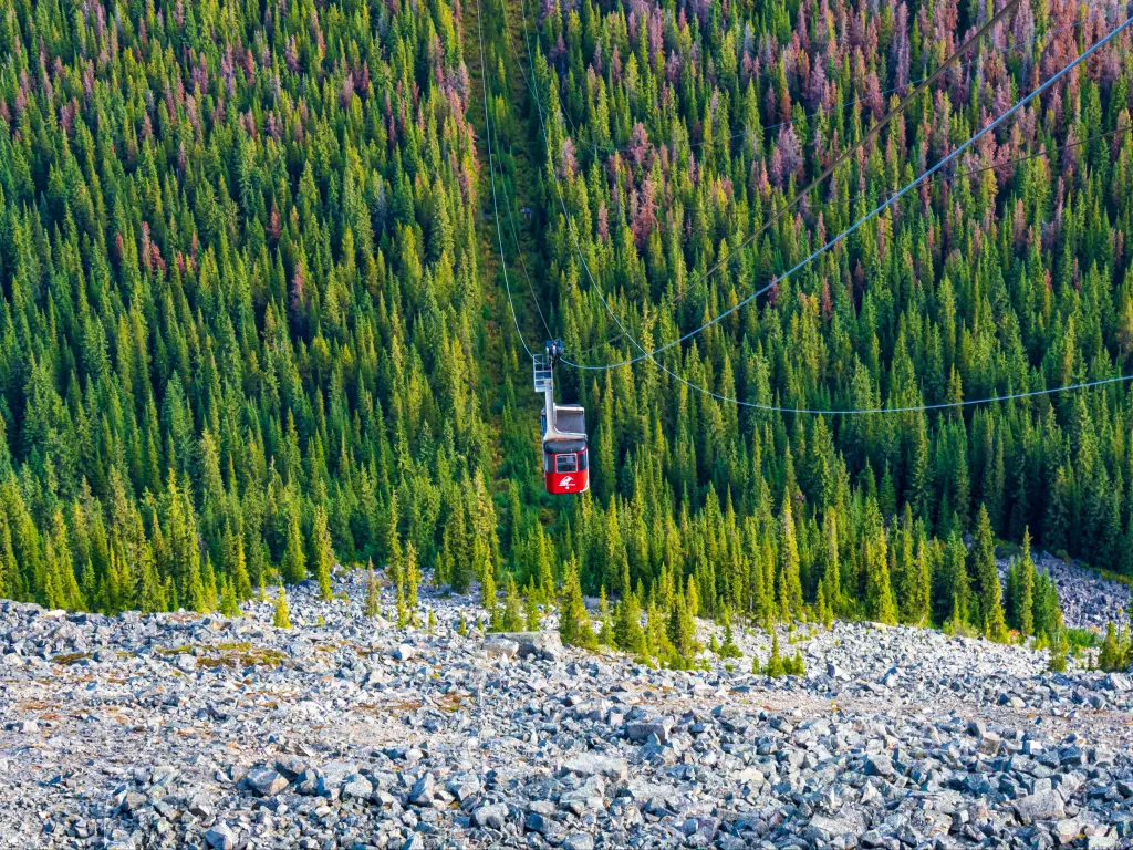 View of Jasper Sky Tram late summer, riding above lush pine woodlands across the mountainside underneath, green and pale purple in colour