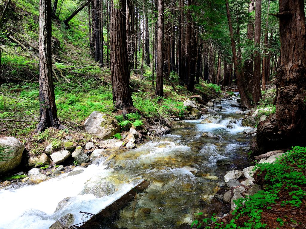 Limekiln State Park, California, USA with a creek flowing through the redwoods.