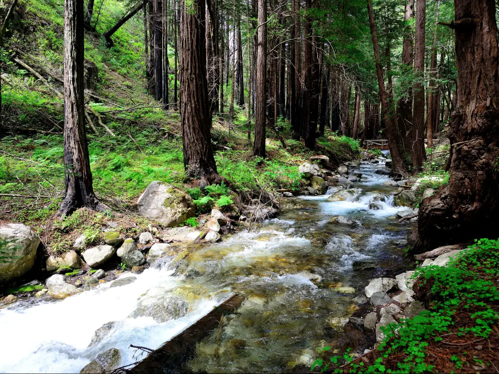 Limekiln State Park, California, USA with a creek flowing through the redwoods.