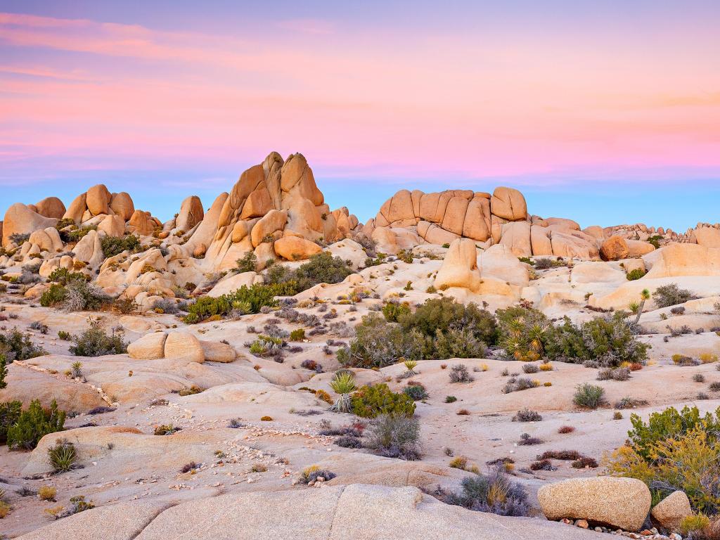 Joshua Tree National Park, Mojave Desert, California taken at sunset with a pink sky and wildflowers in the foreground, rocks in the background.