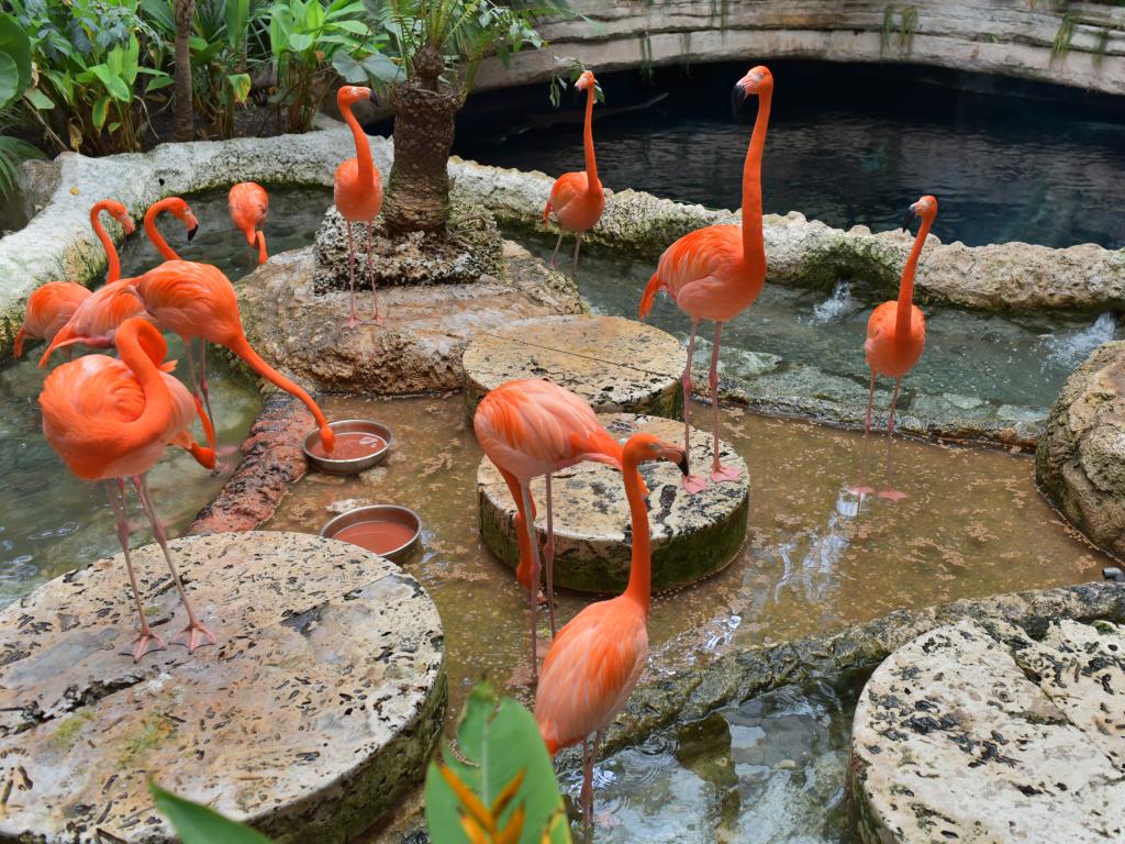 American Flamingos at the Dallas World Aquarium