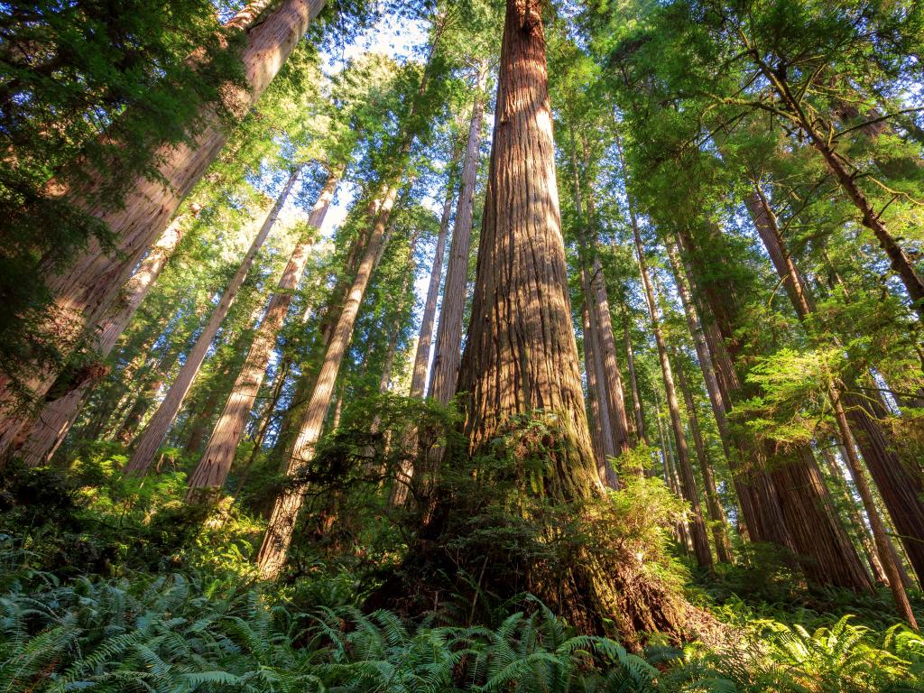 Huge Redwood trees rising up into the sky
