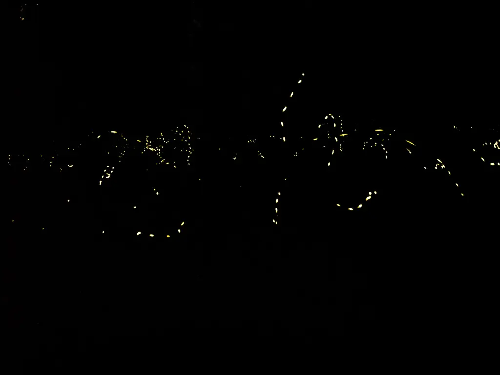 Synchronized fireflies twinkling with a pitch-black background. Photo is taken in Elkmont in Great Smoky Mountain National Park in Tennessee