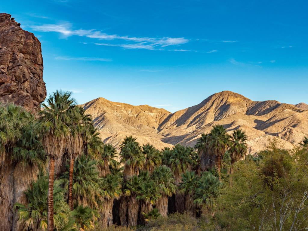 View of rocks and palm trees with blue sky at Indian Canyons, Palm Springs