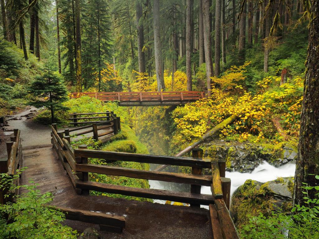 Board walks mark out a trek through vibrant, misty forest foliage around a cascading river