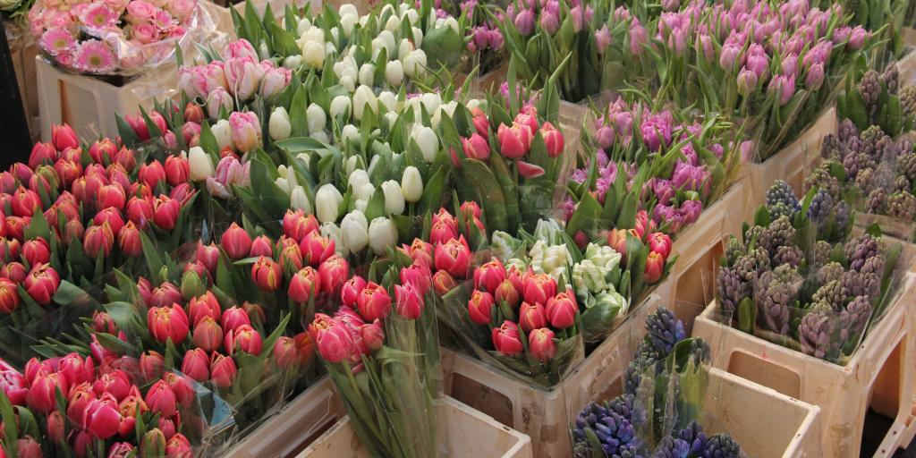 Tulips for sale at Albert Cuyp Market, Amsterdam