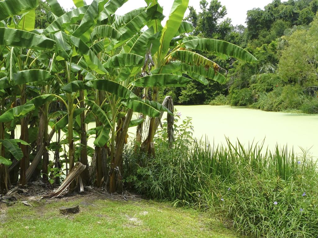 Kanapaha Botanical Gardens, Gainesville, Florida with banana trees growing in a grassy area leading to a pond in the background.