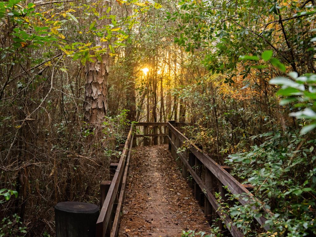 wood trackway in blackwater river state park in pensacola florida