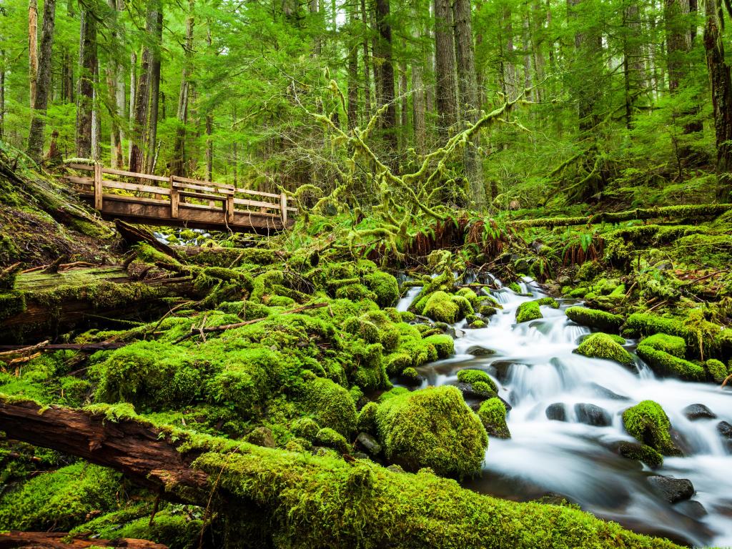 Beautiful Cascade Waterfall in Sol Duc falls trail, Olympic National Park, Washington, USA. The photo depicts a wooden bridge among tall green trees and mossy rocks.