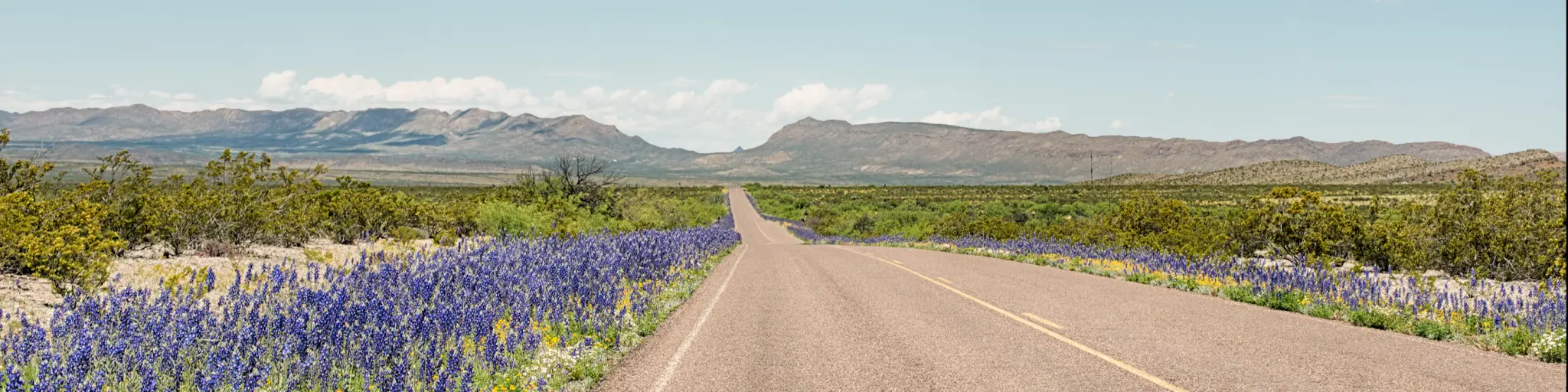 Bluebonnets growing along the roadside in Persimmon Gap on the edge of the Big Bend National Park in west Texas