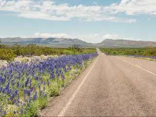 Bluebonnets growing along the roadside in Persimmon Gap on the edge of the Big Bend National Park in west Texas