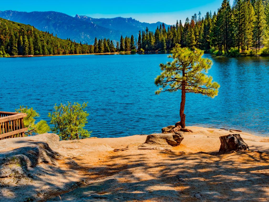 A young pine tree growing in the yellow ground on the banks of Lake Hume, California, on a summer day