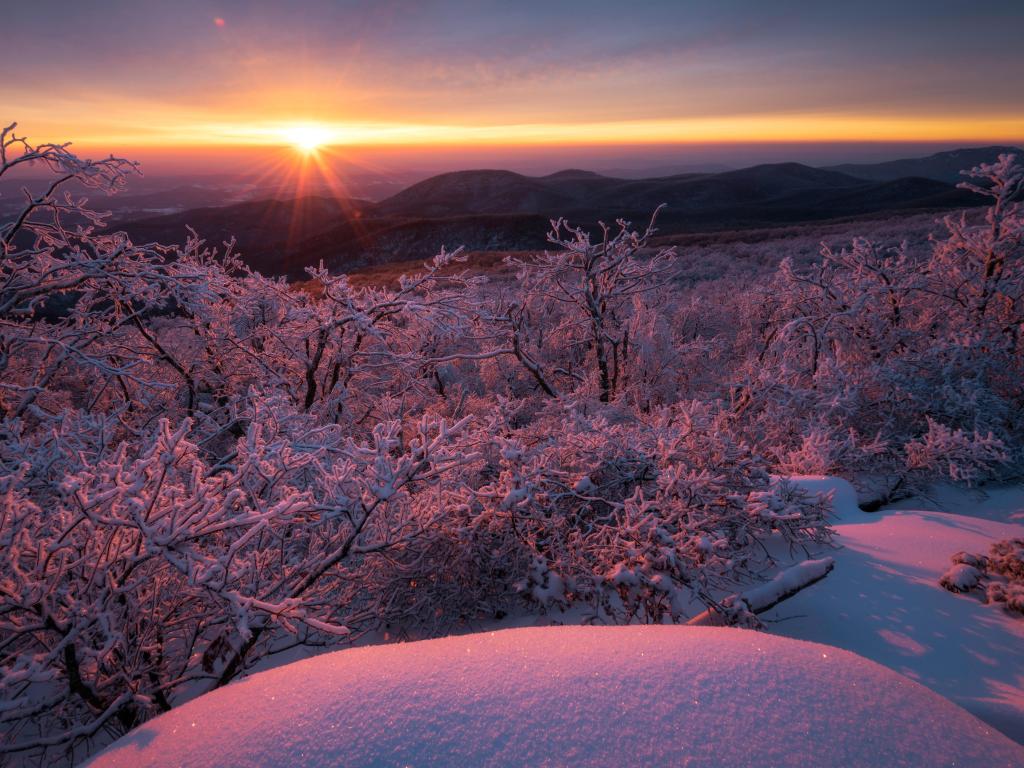 Rime ice lines the trees at sunrise in Shenandoah National Park, Virginia.