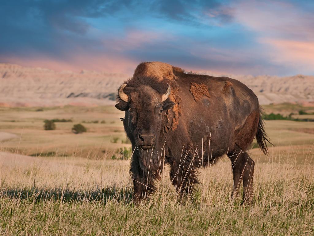 Badlands American Bison Bull (Bison bison)