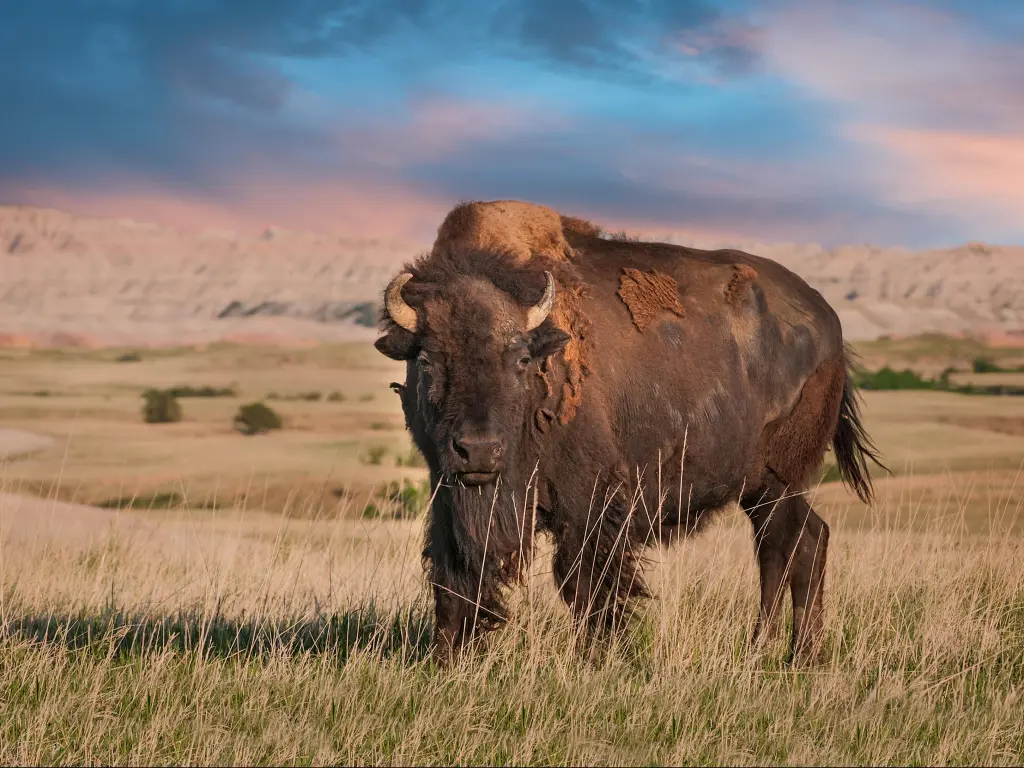 Badlands American Bison Bull (Bison bison)