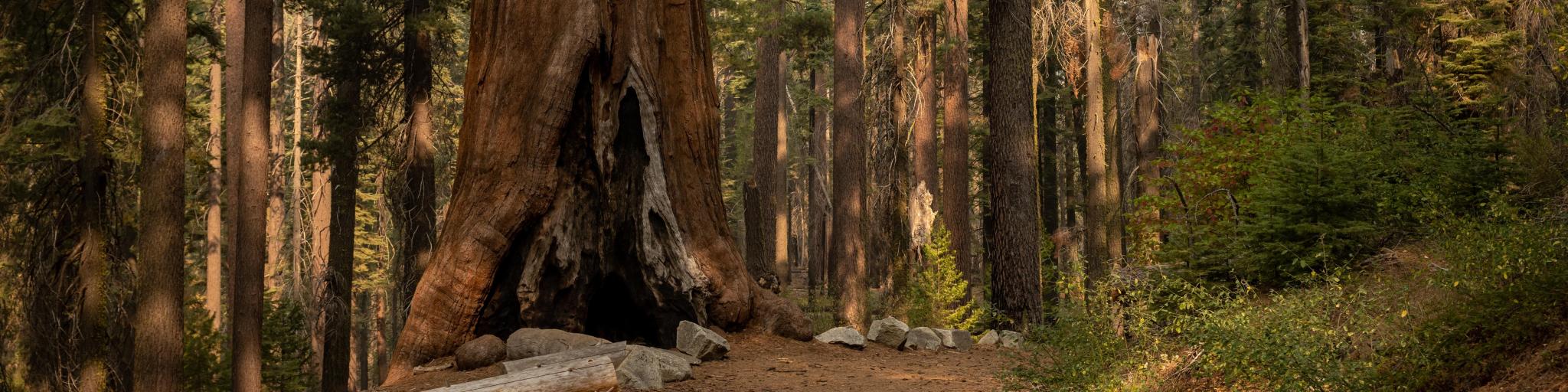 A Giant Sequoia stands tall next to trail along Tuolumne Grove Road
