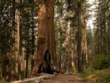 A Giant Sequoia stands tall next to trail along Tuolumne Grove Road