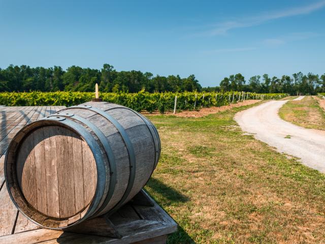Vineyard in Prince Edward County in Ontario with a keg at the front