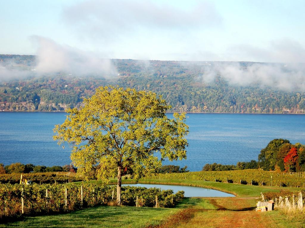 Trees and vineyard by Fingers Lake