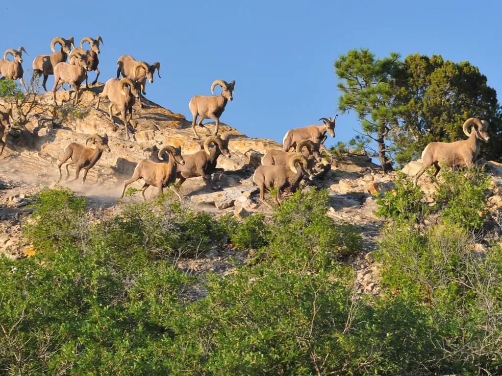 A herd of Bighorn Sheep stand atop the rugged rocks in the Garden of The Gods park, with green trees obscuring them slightly, and a blue sky above