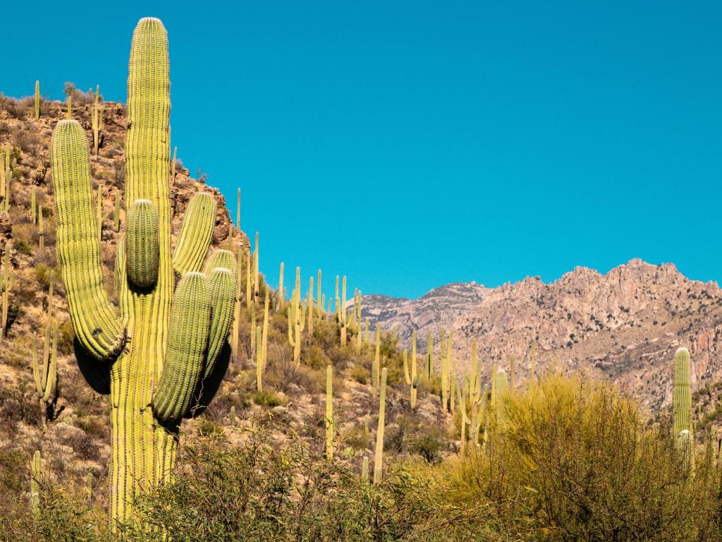 Saguaro Cactus at the forefront, with cactus dotted across Sabino Canyon Recreational Area, against bright blue skies
