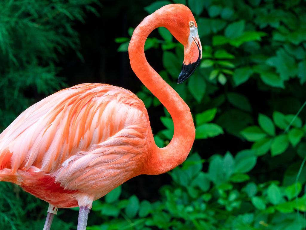 Bright pink Caribbean Flamingo at the zoo with a lush green backdrop of plants