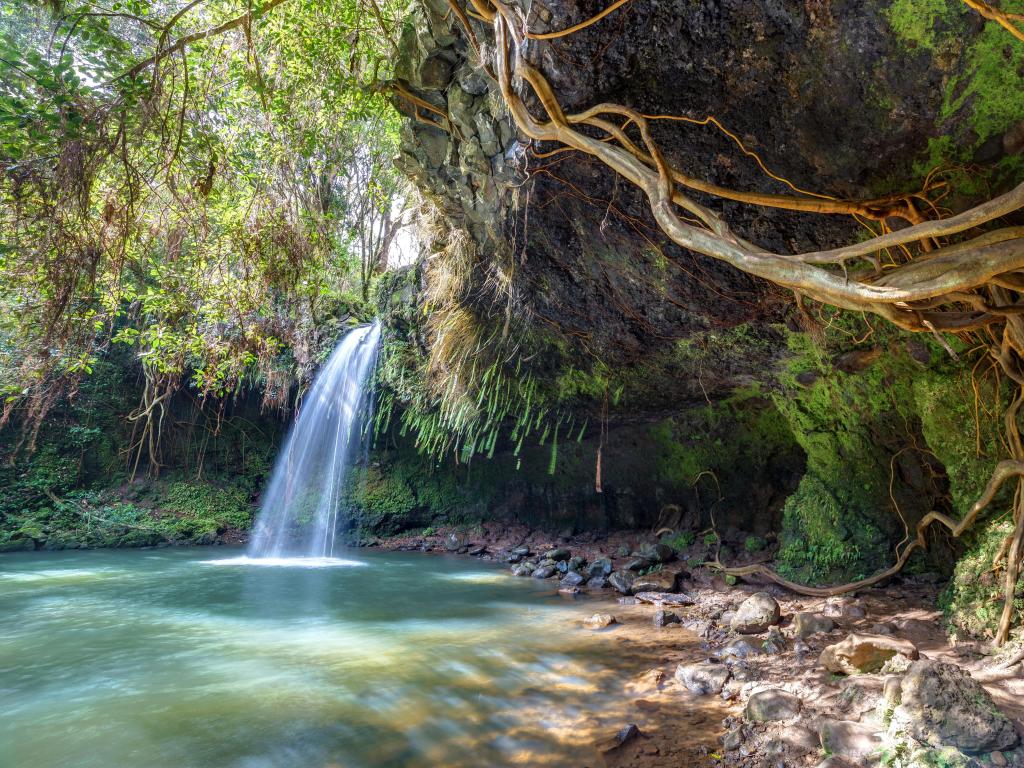 Twin Falls wilderness, lush tropical waterfall surrounded by trees