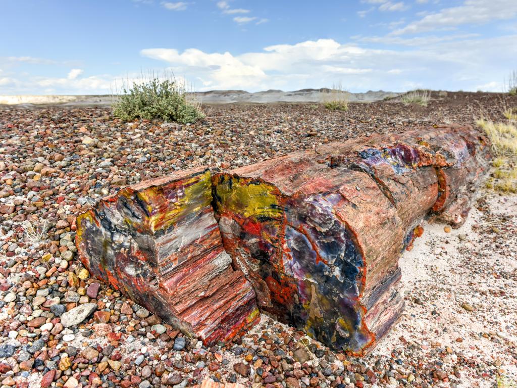 The Crystal Forest in the Petrified Forest National Park, Arizona, USA against a blue sky surrounded by pebbles. 