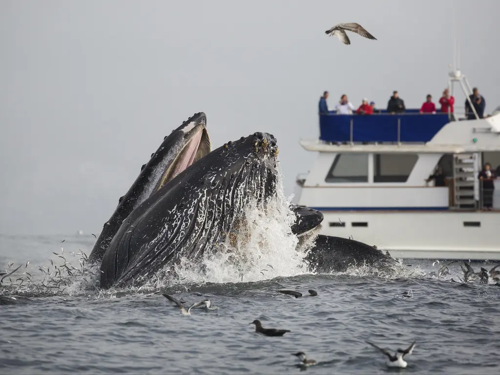 A humpback whale lunge feeds in front of a boat full of whale watchers in Monterey Bay, California.