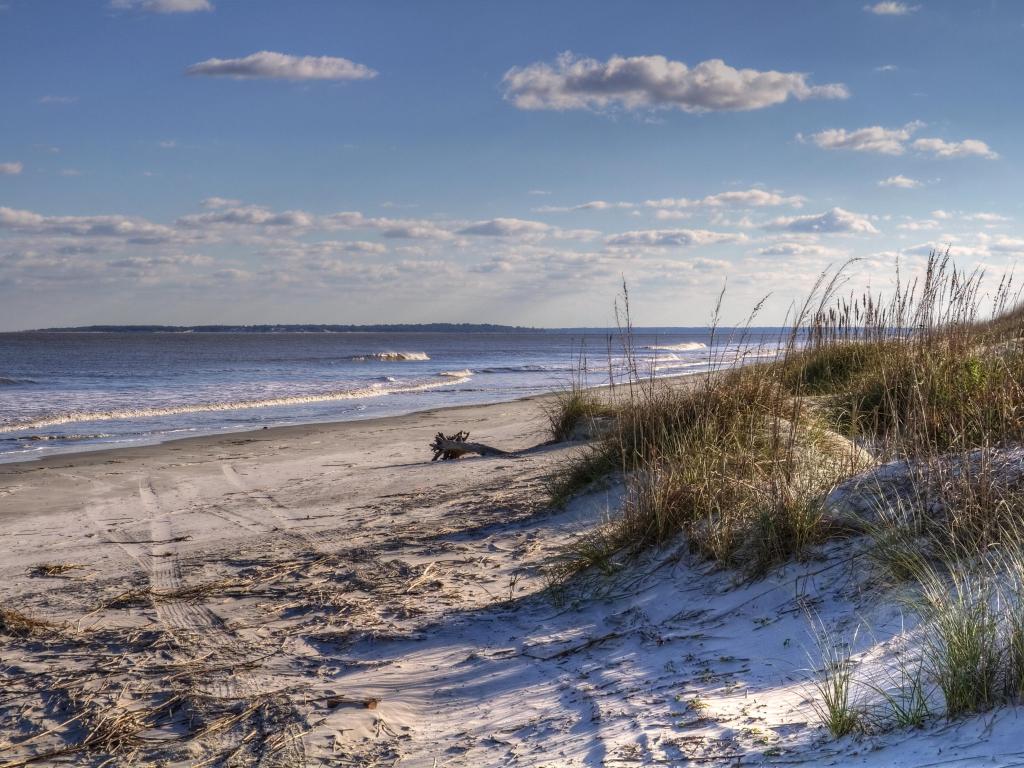 Driftwood on sandy beach at Jekyll Island, Georgia