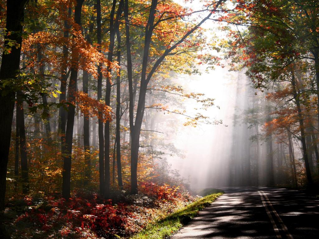 Allegheny National Forest, Pennsylvania, USA taken at early morning with sunshine shining through the autumn trees.