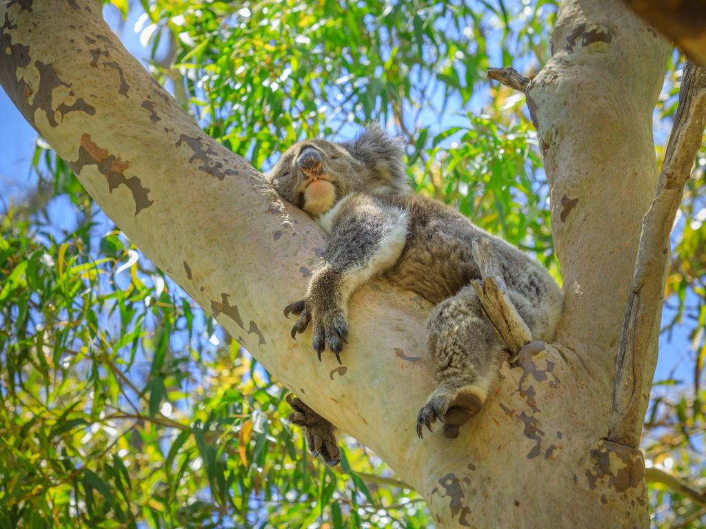  Yanchep National Park, Western Australia. Wild Koala outdoor in the wilderness.
