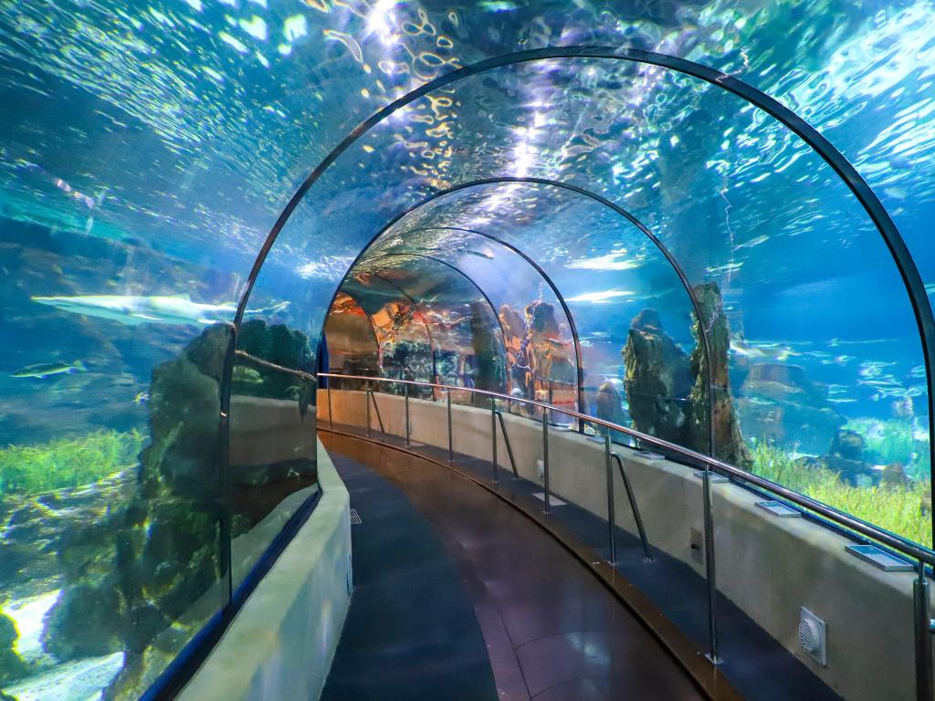 Underwater Tunnel In Barcelona's L'Aquarium - a great thing to do with kids