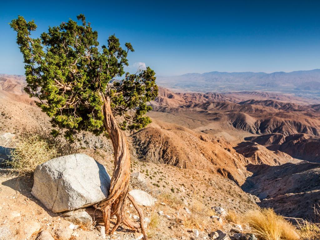 A single tree in the foreground looking down across a valley