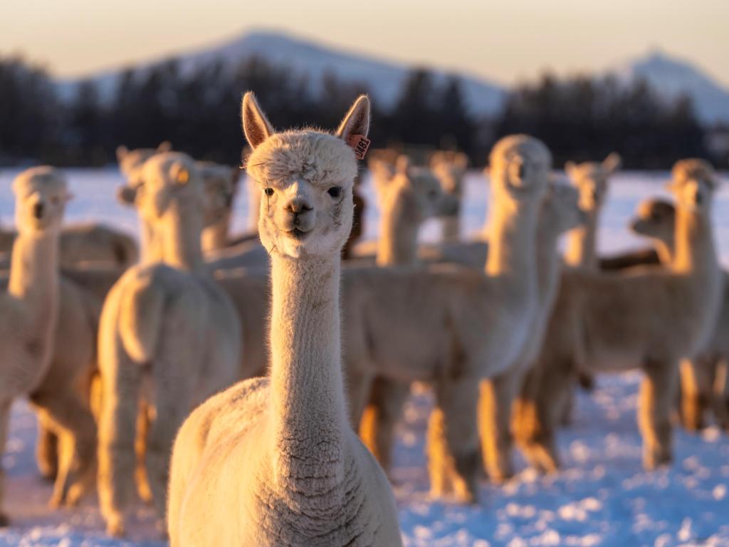 A group of white alpacas stand in a field in the winter at sunset near Bend Oregon with the Cascade Mountains in the background