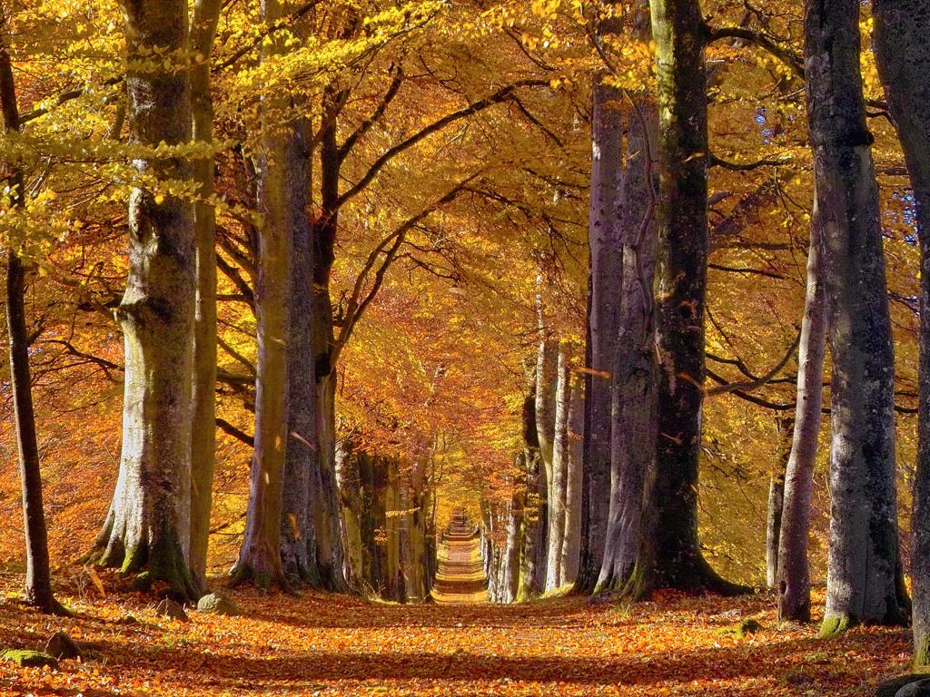 Trees topped with bright orange and yellow autumn leaves line a road in Perthshire, Scotland