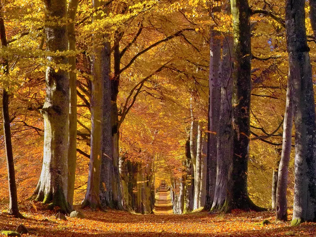Trees topped with bright orange and yellow autumn leaves line a road in Perthshire, Scotland