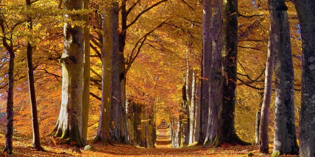 Trees topped with bright orange and yellow autumn leaves line a road in Perthshire, Scotland