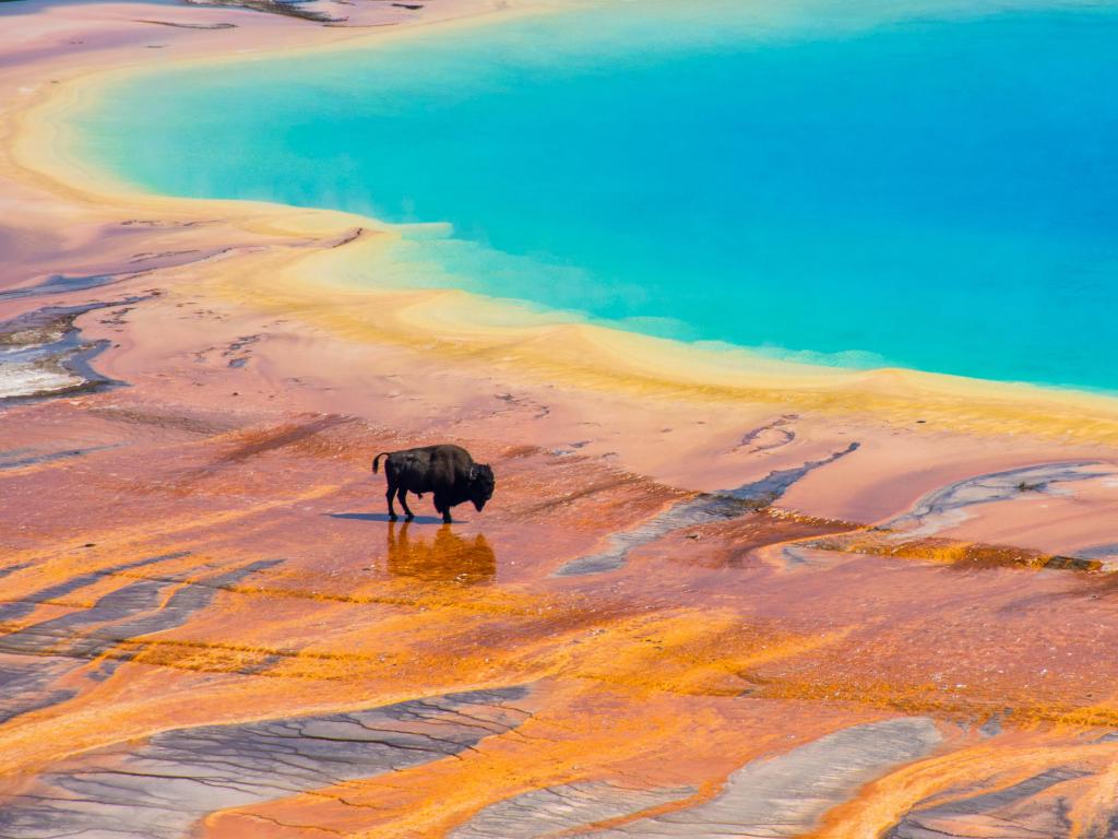 Black bison walking across vibrant yellow ground next to bright blue spring water