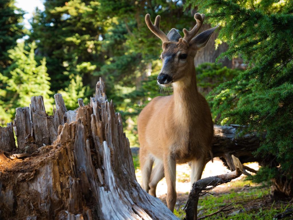Young deer in the forest, next to a dead tree stump