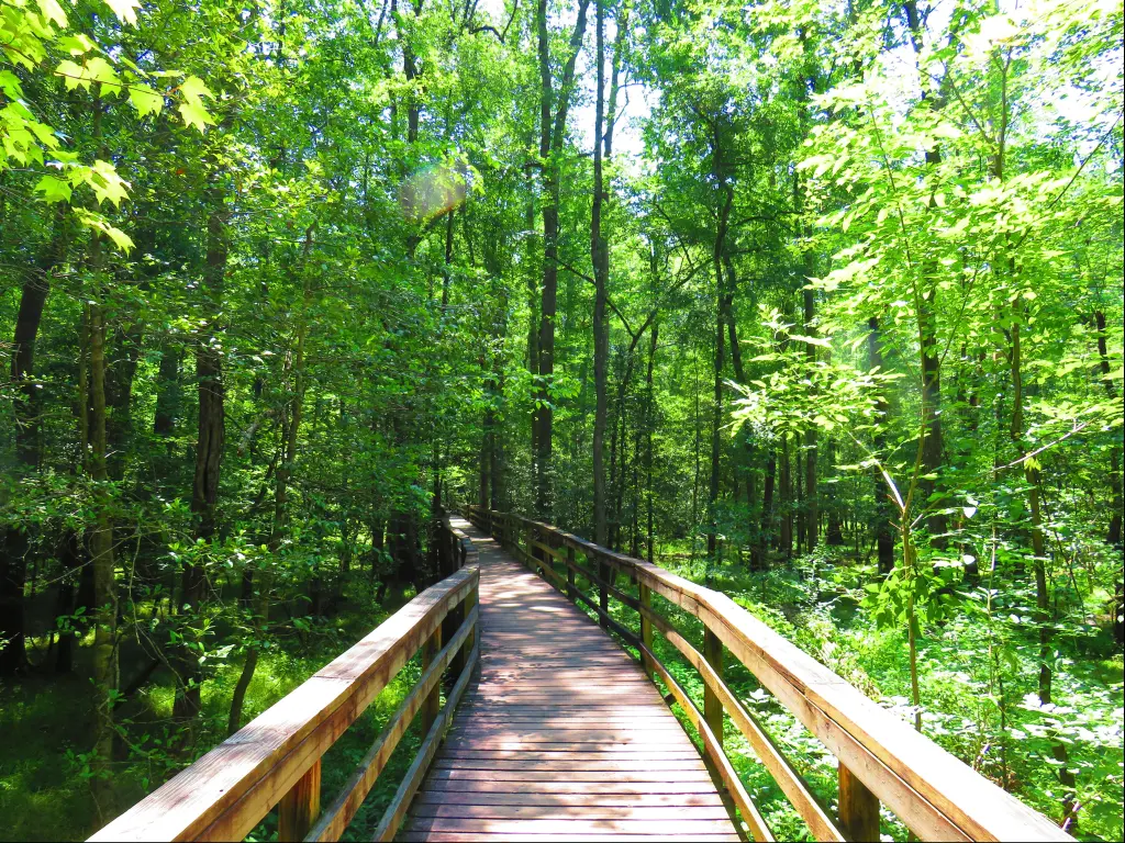 Boardwalk in Congaree National Park on a sunny day.